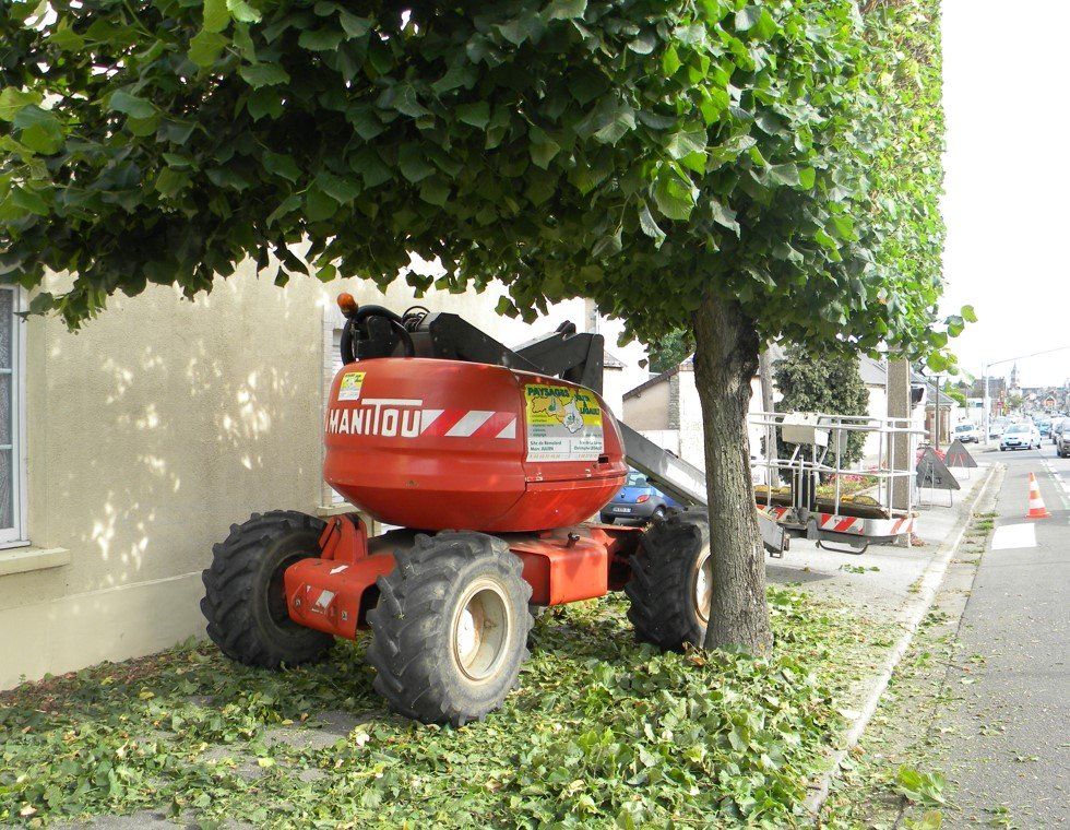 Coupage des branches d'un petit arbre en ville