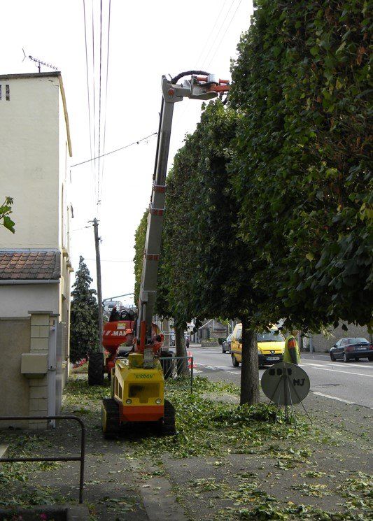 Élagage d'arbres dans une ville