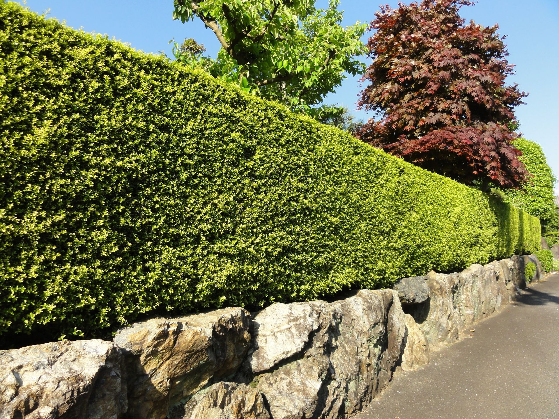 Haie fraîchement taillée