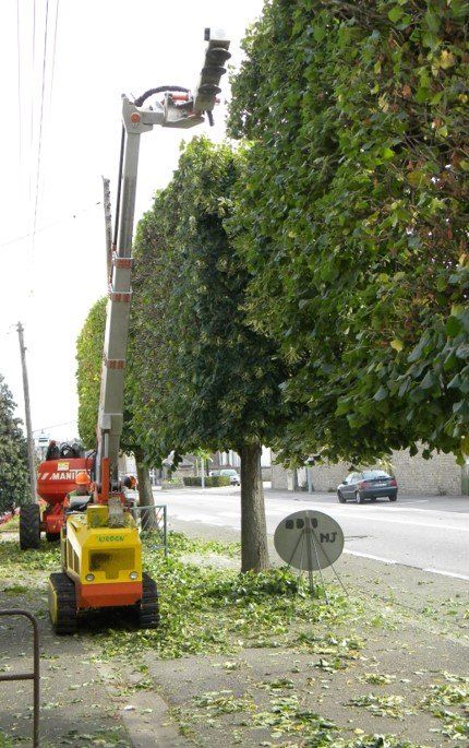Taille d'un arbre planté dans un milieu urbain