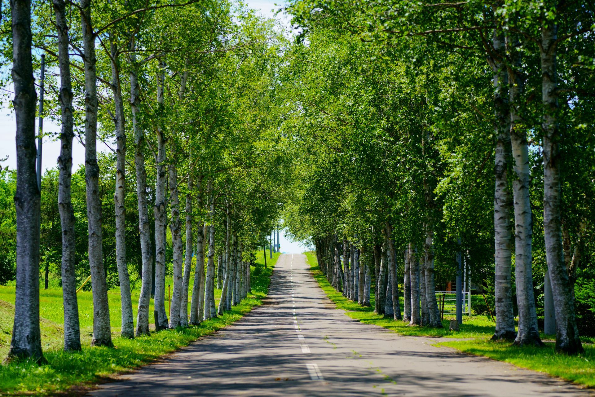 Arbres en bord de route