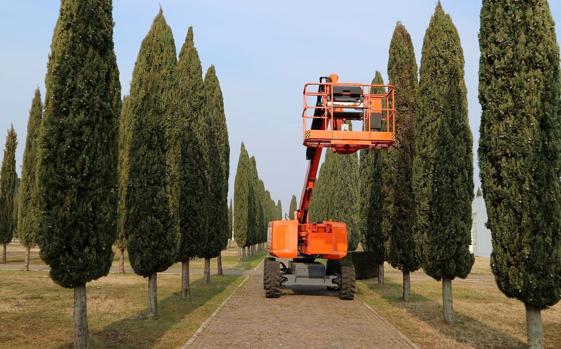 Pins taillés en bord de route