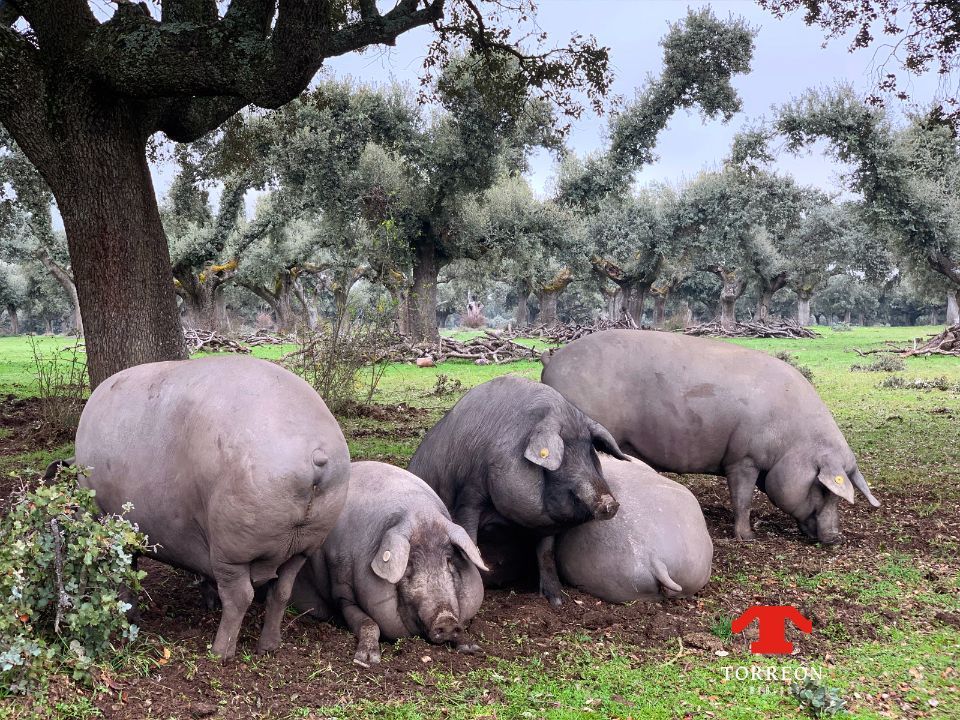 Goed verzorgde varkens