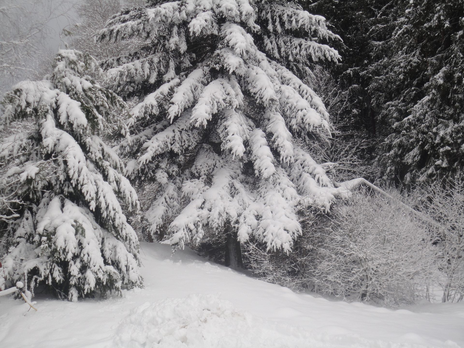 Eingeschneite Bäume