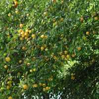 Ciruelas amarillas en un árbol de hojas verdes.