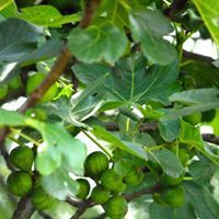 Higos verdes que crecen en un árbol con hojas grandes y lobuladas.