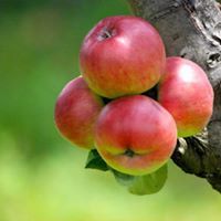 Racimo de manzanas rojas maduras en la rama de un árbol, con un fondo verde borroso.