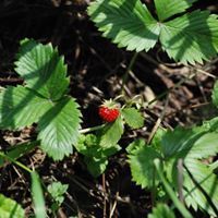 Fruto de fresa roja creciendo entre hojas verdes.