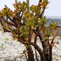 Planta de jade con tallos gruesos y marrones y hojas pequeñas, verdes con bordes rojos, en maceta.
