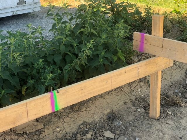 Mit rosa und grüner Sprühfarbe markierte Holzpfähle, die für den Bau im Freien verwendet werden.