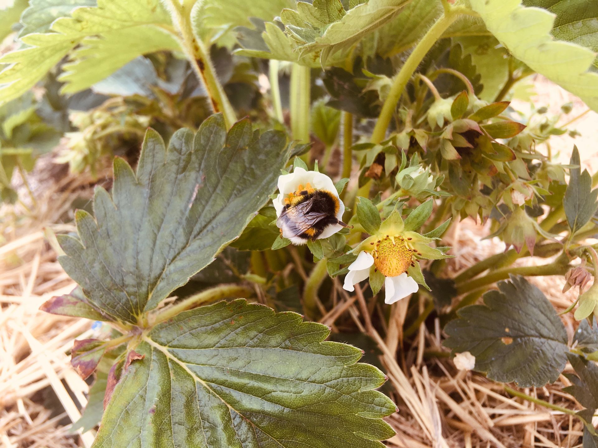 Hummel