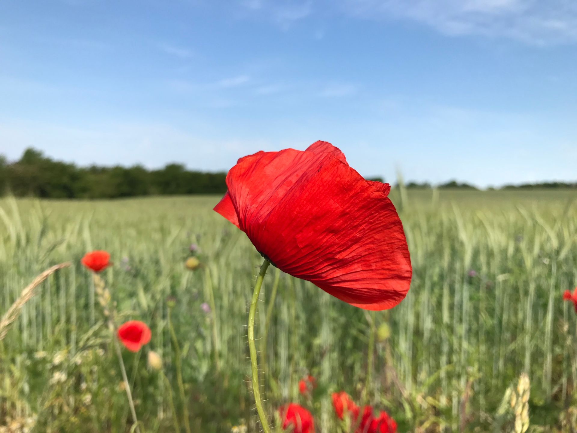 Mohn