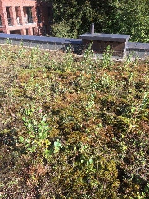 Wild + Treichler AG|St. Gallen