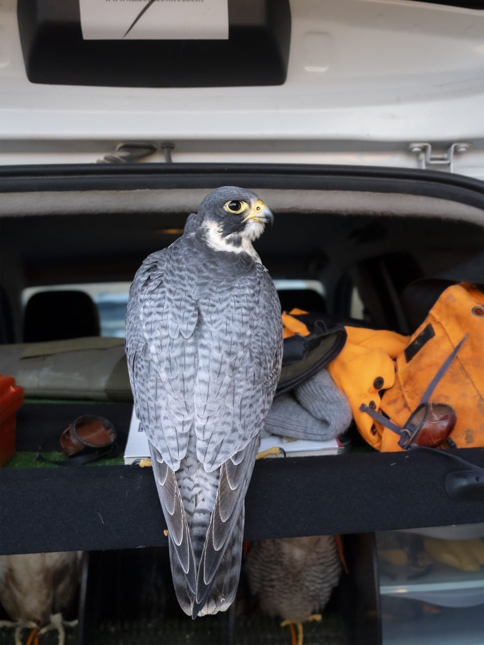 Un pájaro está sentado en la parte trasera de un coche.