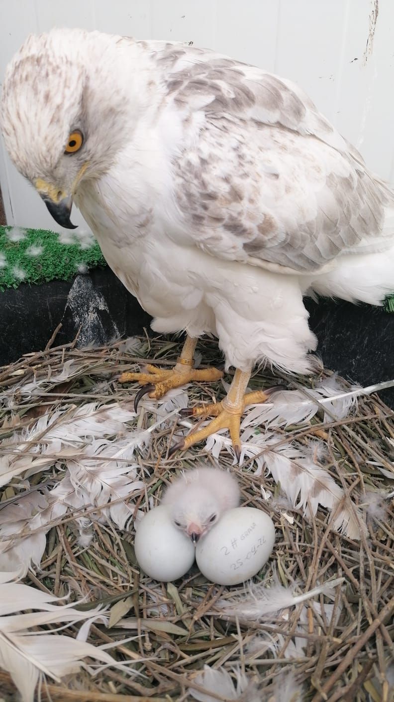 Un pájaro blanco está parado junto a tres huevos en un nido.