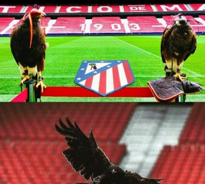 Dos pájaros están parados frente a un estadio que tiene el número 19.