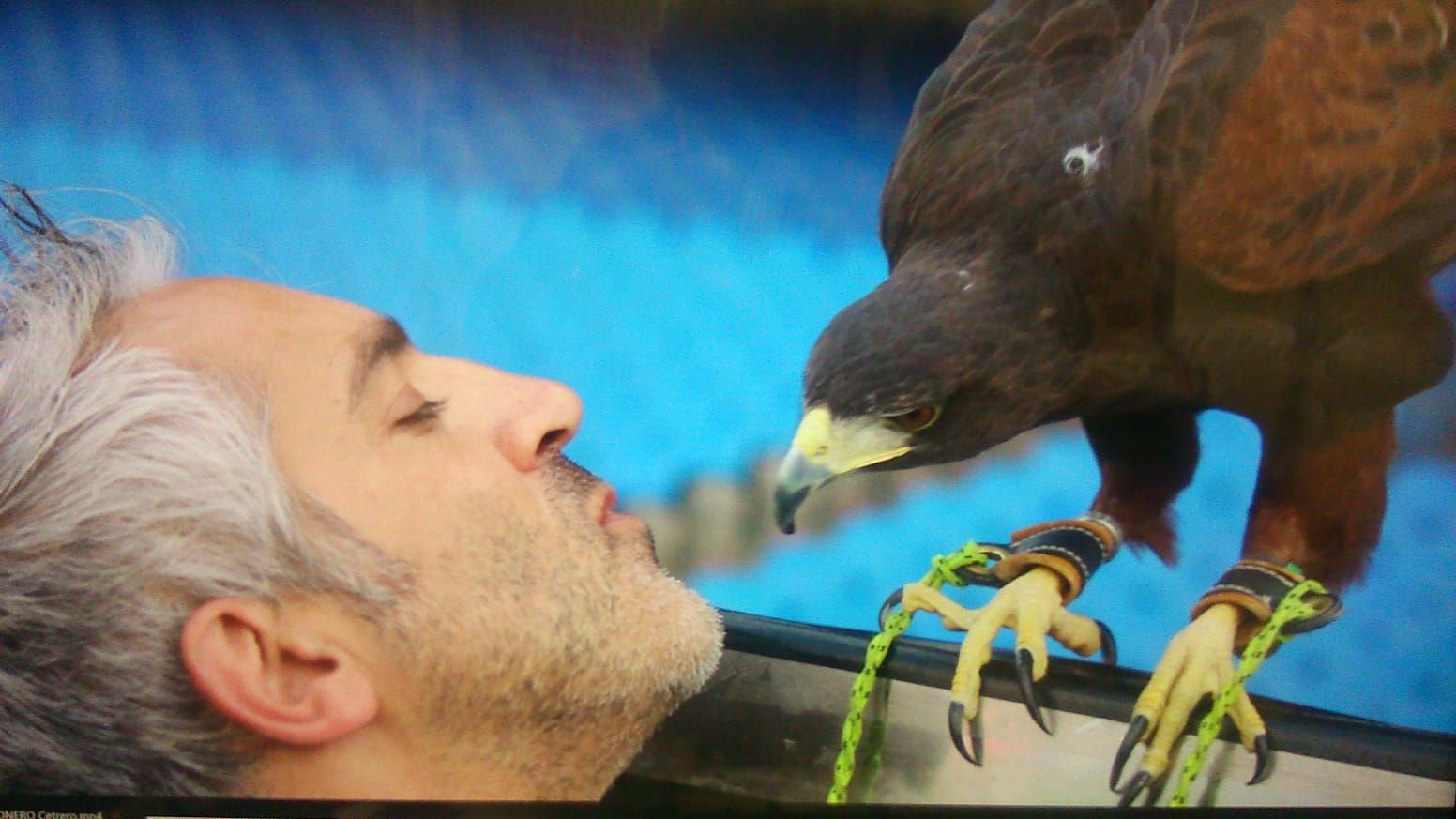 Un hombre está besando a un águila en la nariz.