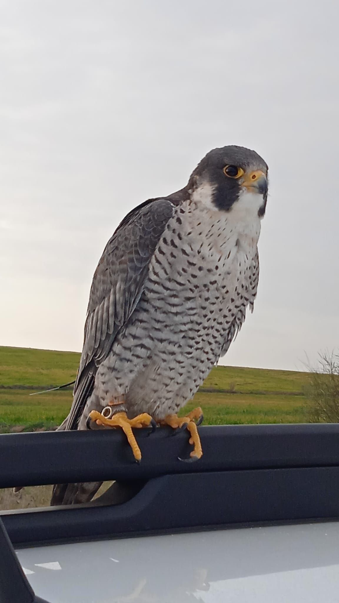 Un pájaro está posado en el techo de un coche.