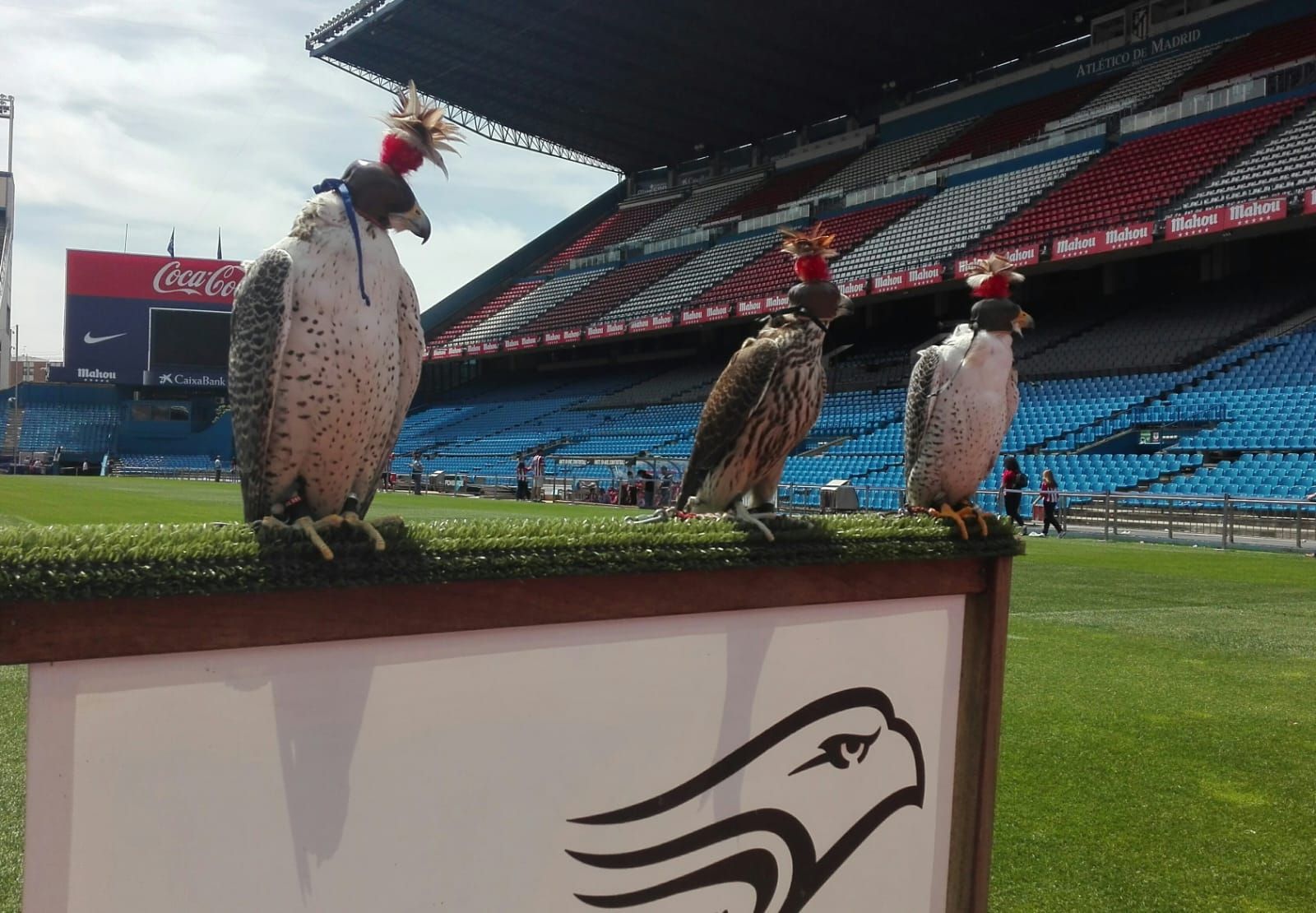 Tres pájaros están posados ​​en un cartel frente a un estadio.