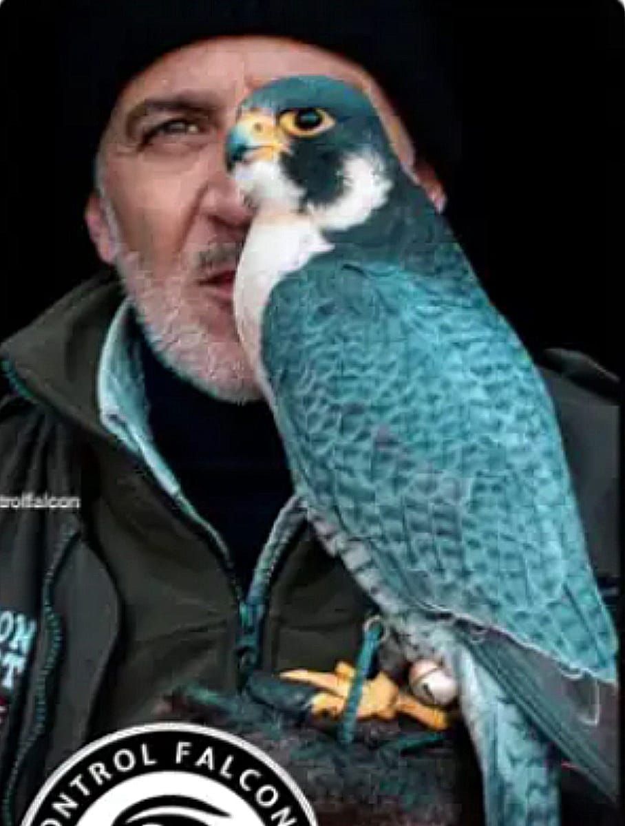 Un hombre sostiene un pájaro azul y blanco en su hombro.