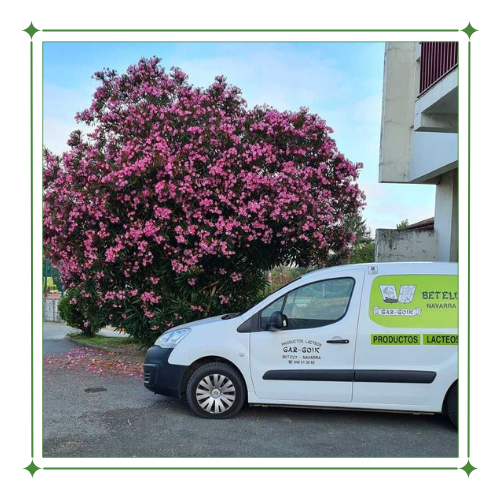 Una camioneta blanca está estacionada frente a un árbol con flores rosas.