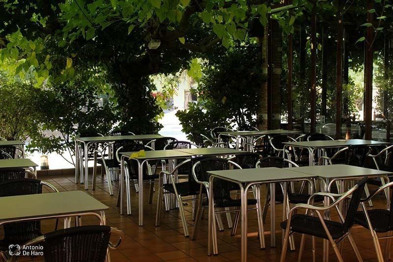 Un restaurante con mesas y sillas bajo un árbol.
