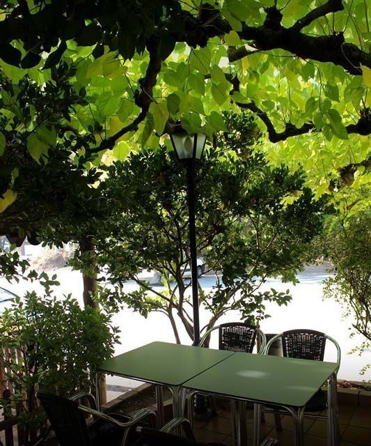 Una mesa y sillas debajo de un árbol con muchas hojas.