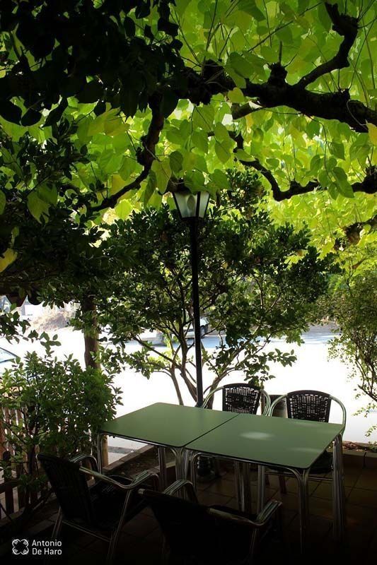 Una mesa y sillas debajo de un árbol con muchas hojas.
