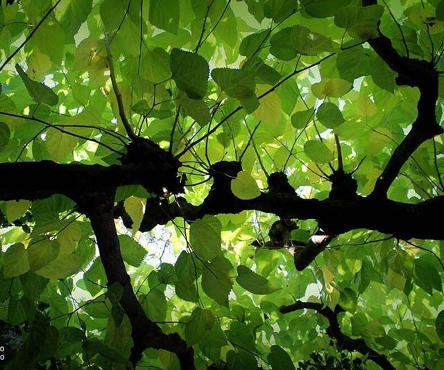 Mirando hacia un árbol con muchas hojas verdes
