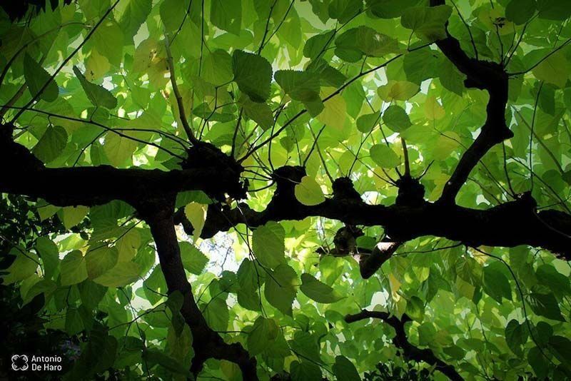 Mirando hacia un árbol con muchas hojas verdes