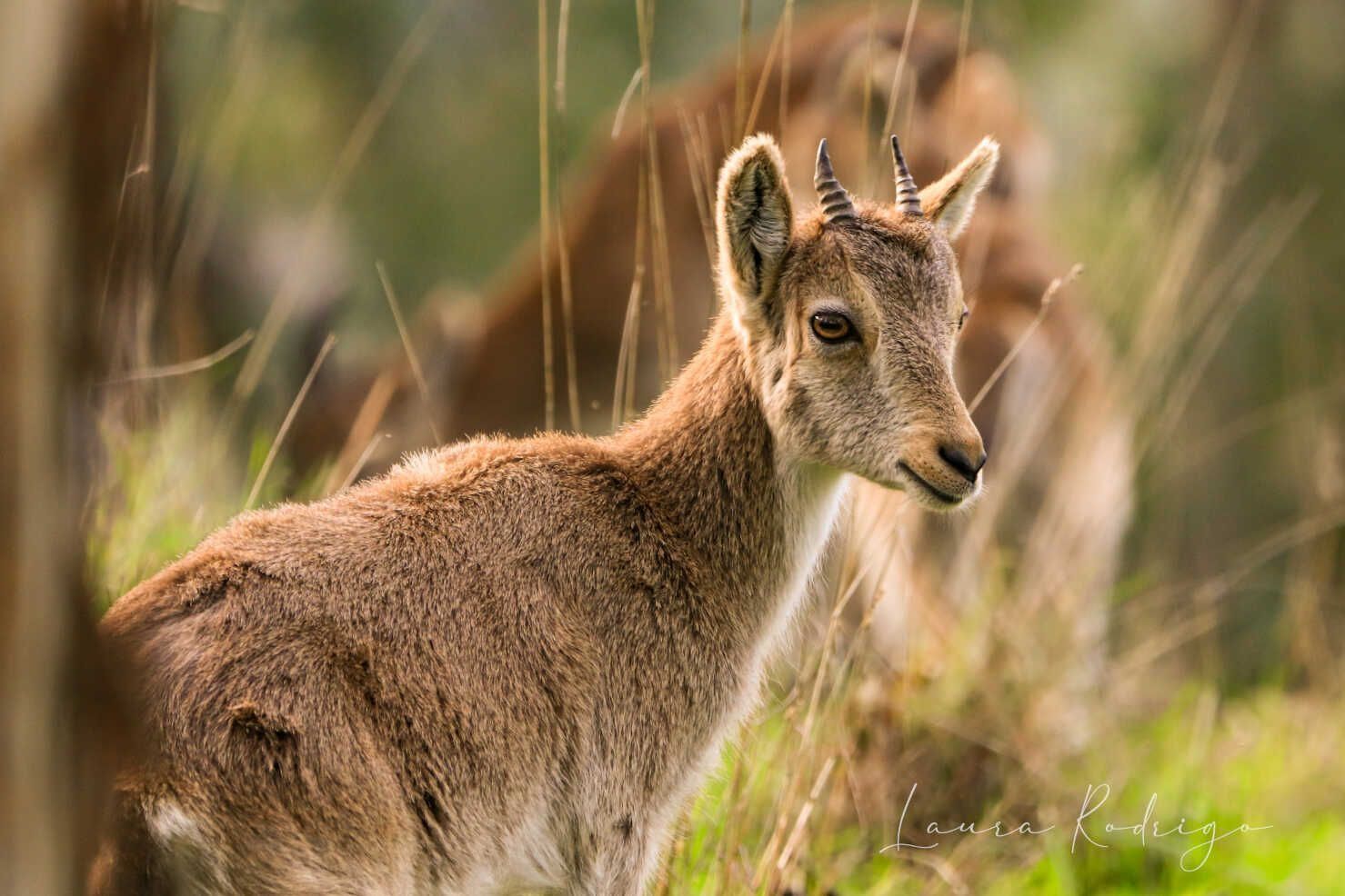 Un cabrito está parado en el pasto mirando a la cámara.