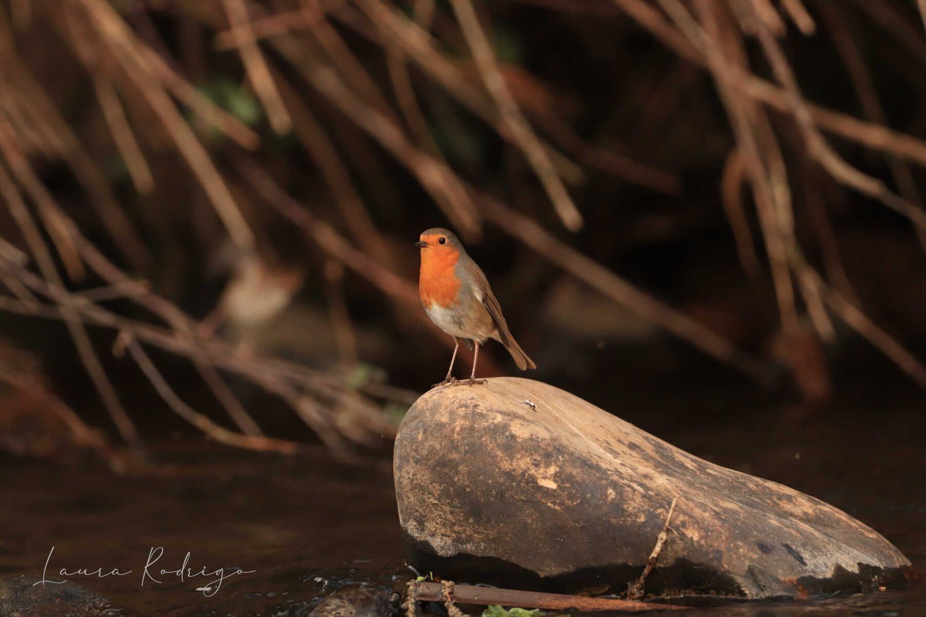 Un pequeño pájaro posado en una roca en el agua.