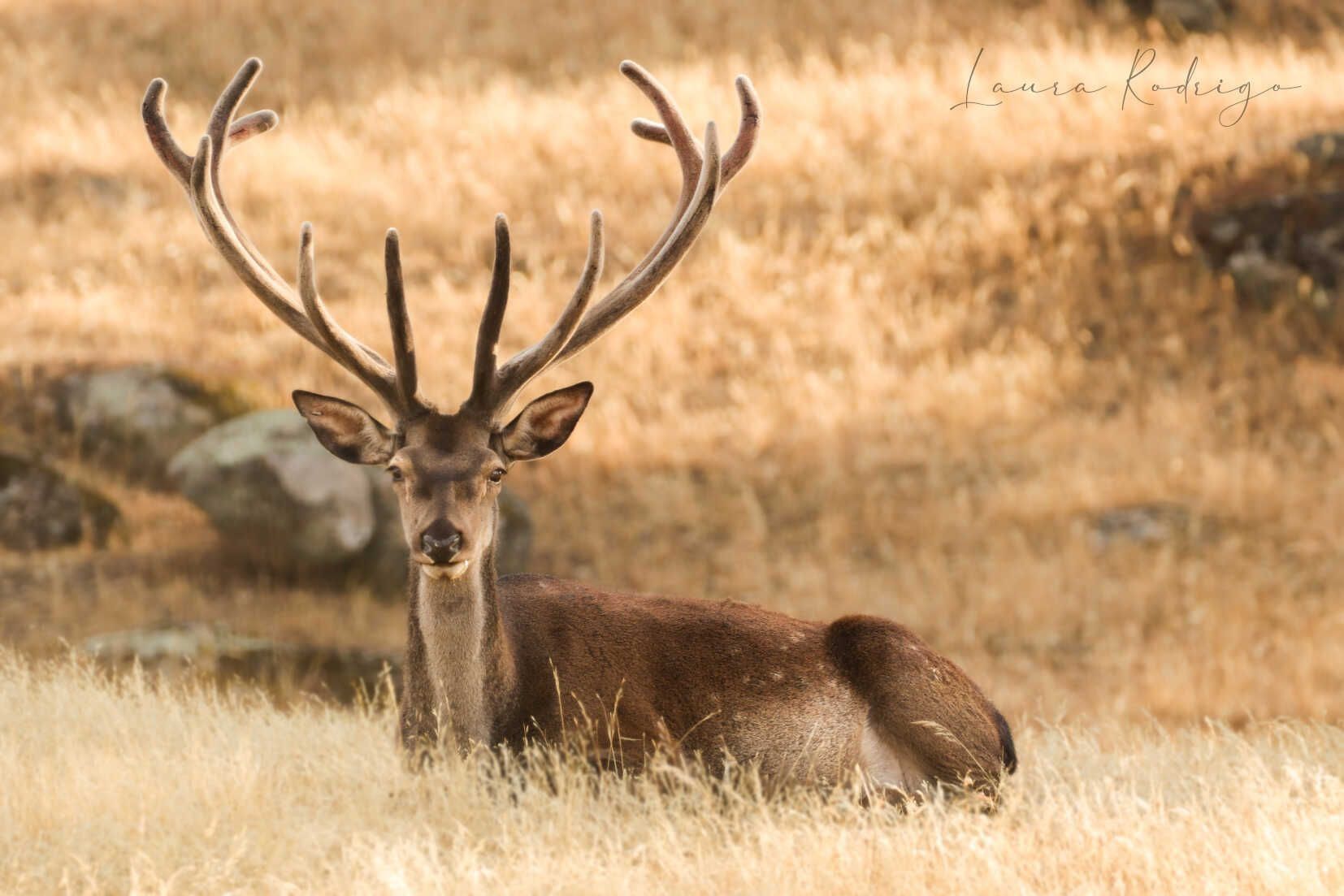 Un ciervo con astas está tumbado en la hierba.