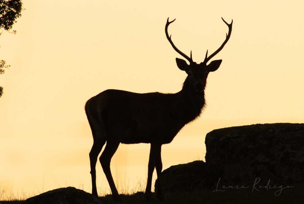 Una silueta de un ciervo parado en la cima de una colina