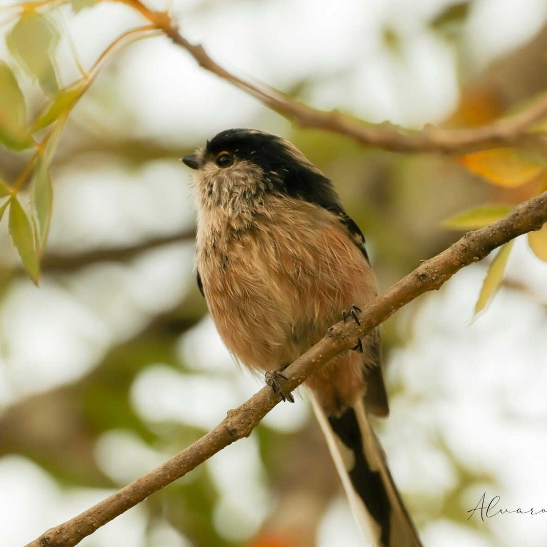 Un pequeño pájaro marrón y negro posado en la rama de un árbol.