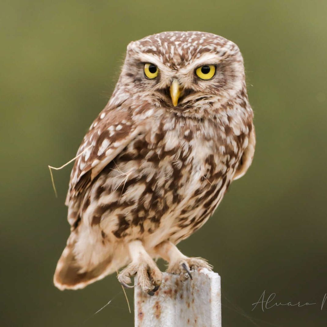 Un pequeño búho posado en un poste con un fondo verde.