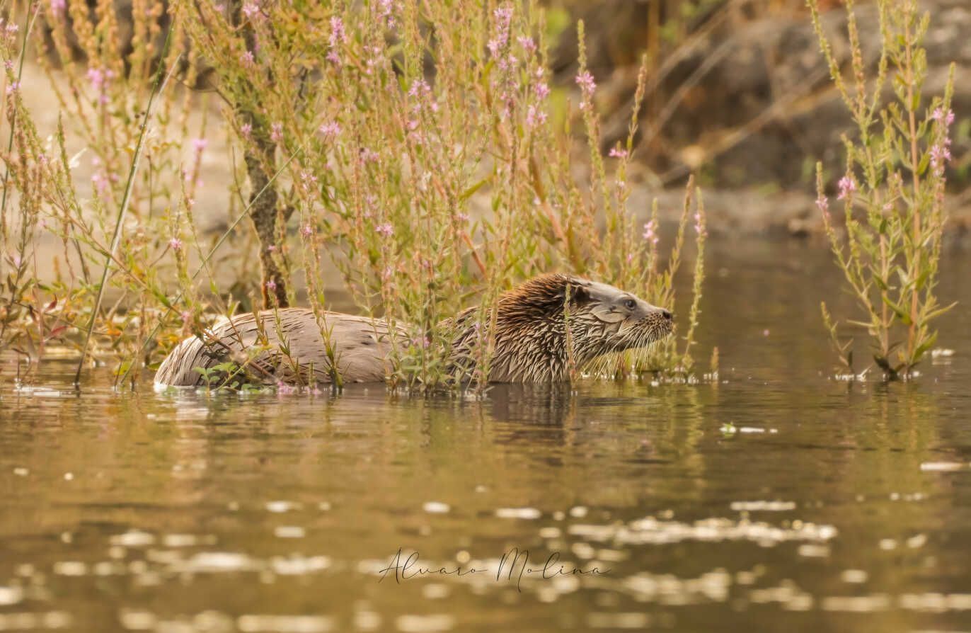 Una nutria está nadando en el agua cerca de unas flores.