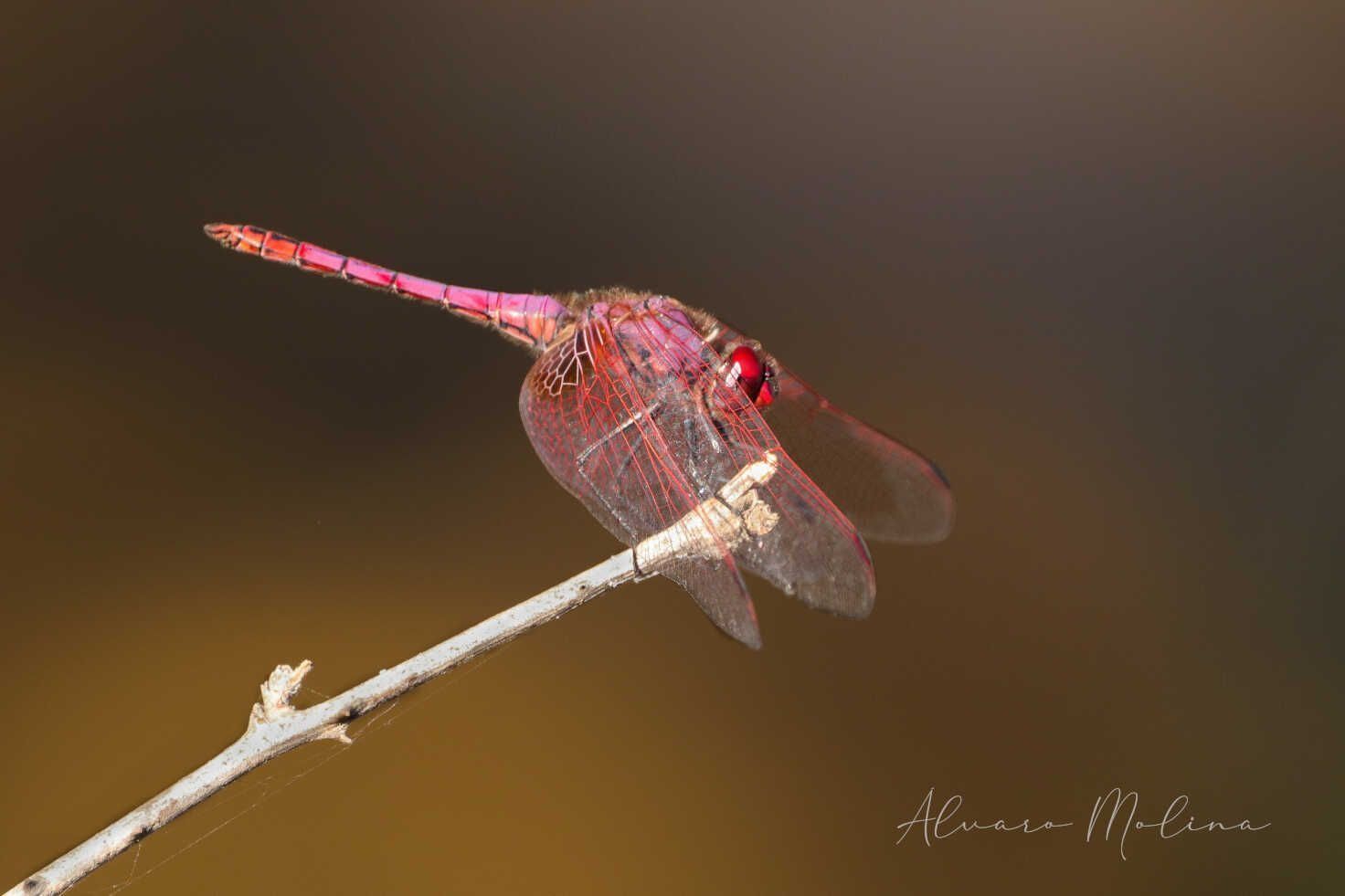Una libélula roja está posada en un palo.