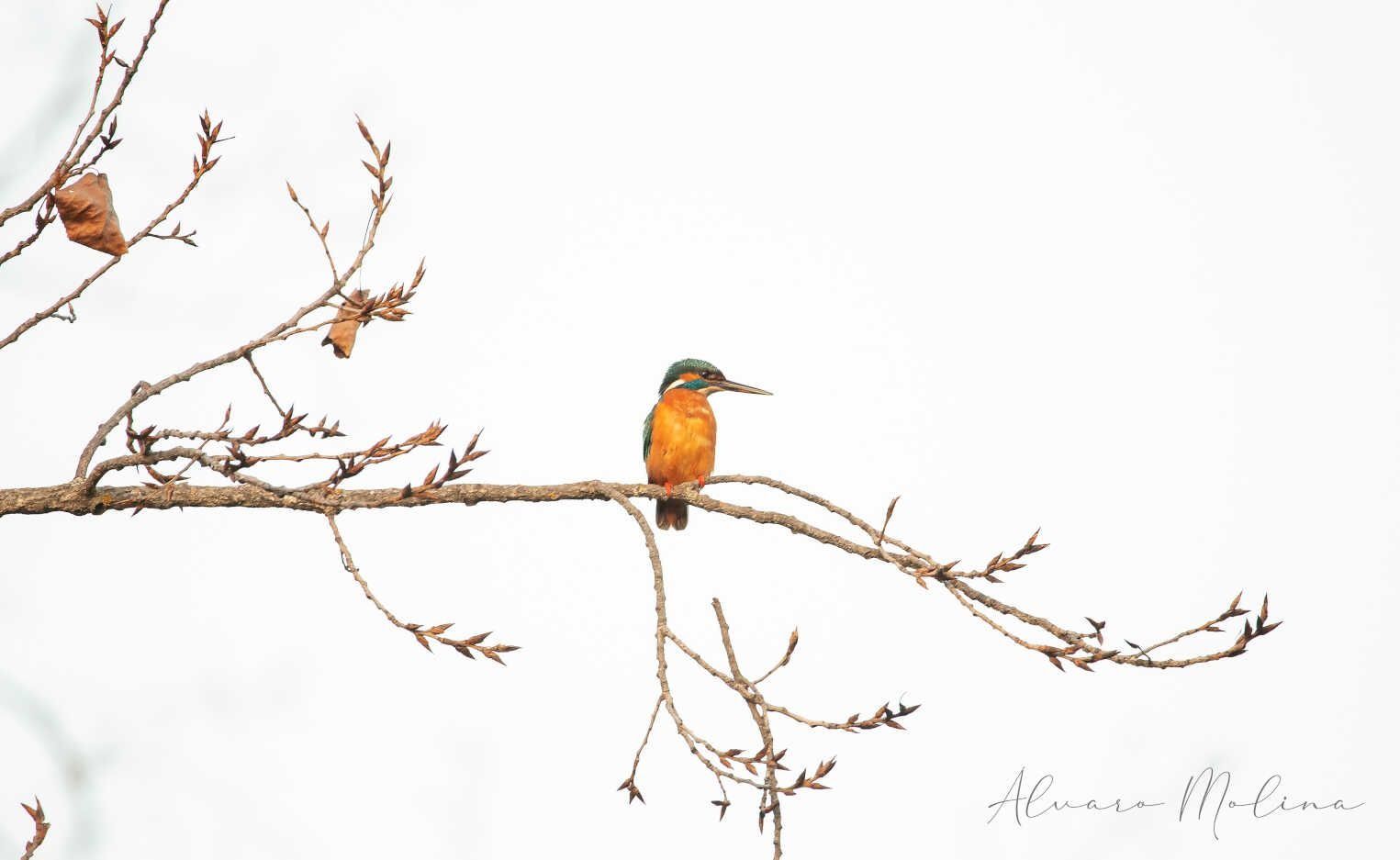 Un pájaro posado en la rama de un árbol con un fondo blanco.