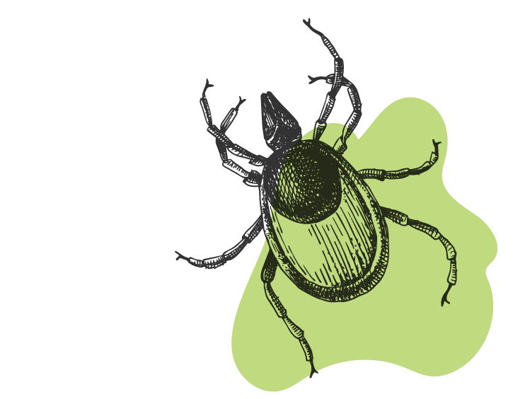 Illustration d'un acarien