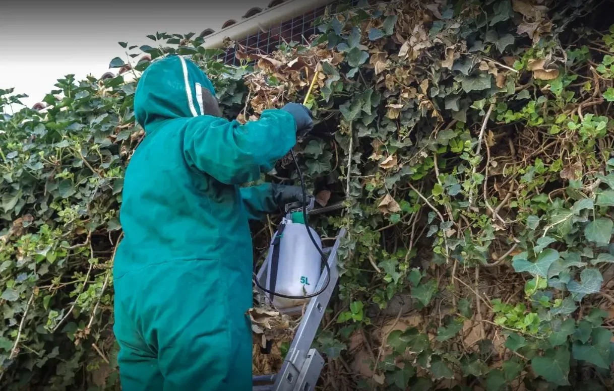 Homme en combinaison traitant une haie