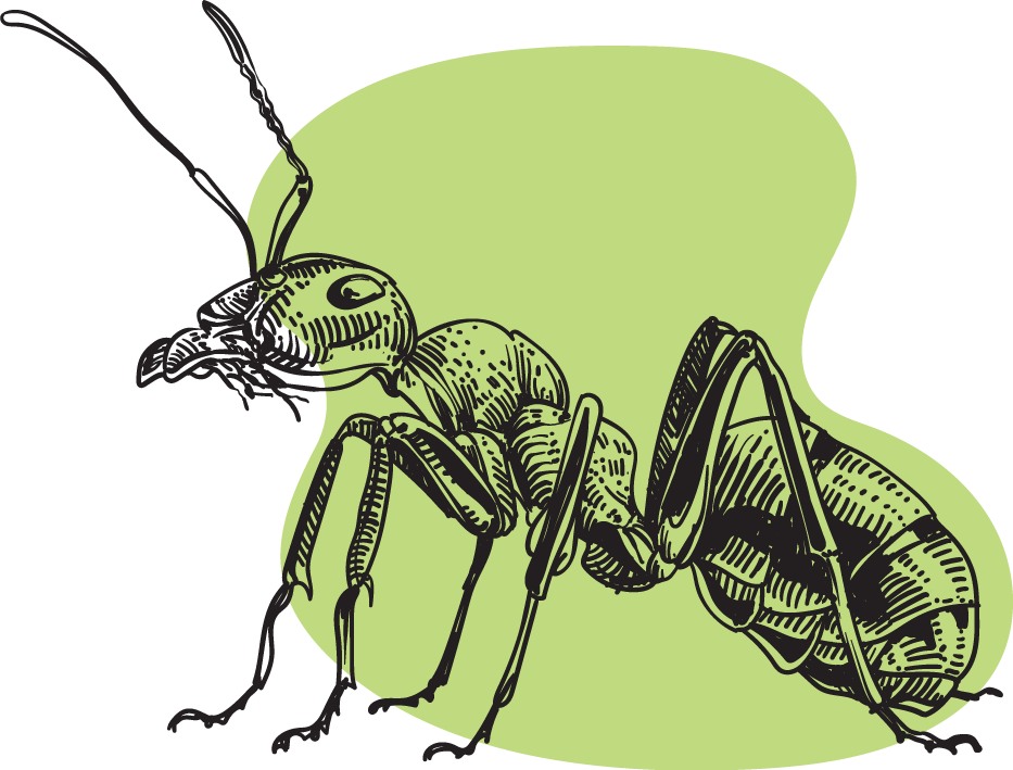 Illustration d'une fourmi