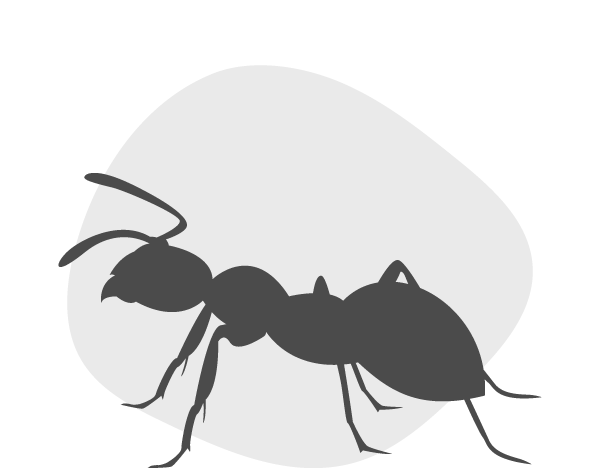 Silhouette fourmi