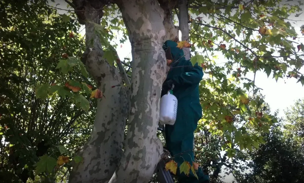 Homme traitant un arbre