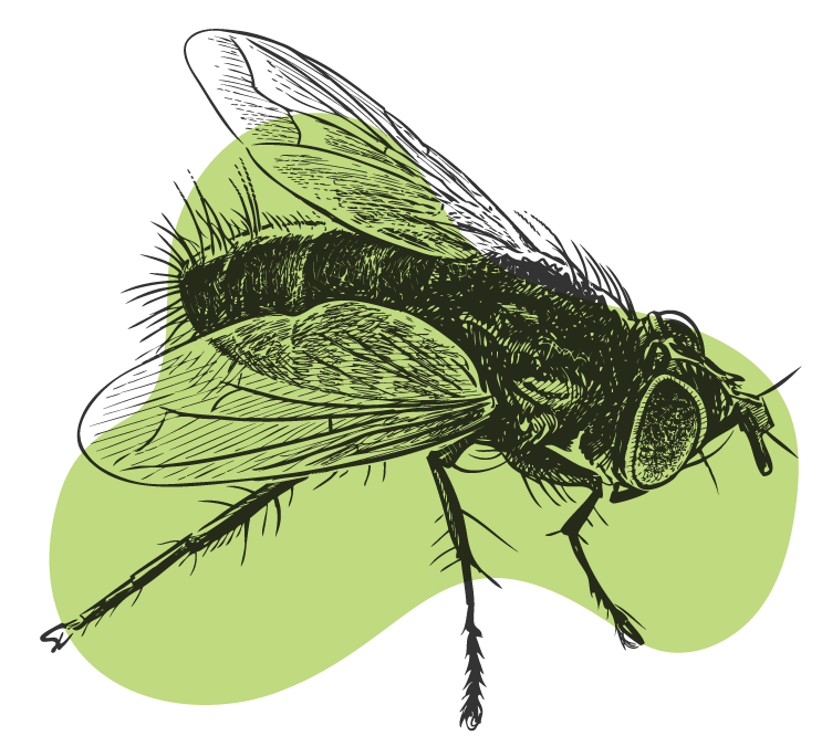 Illustration d'une mouche