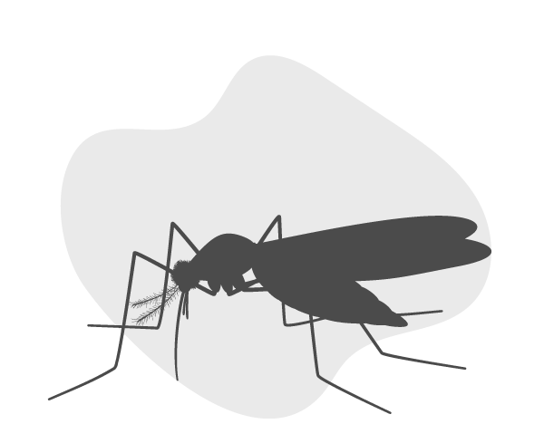 Silhouette de moustique