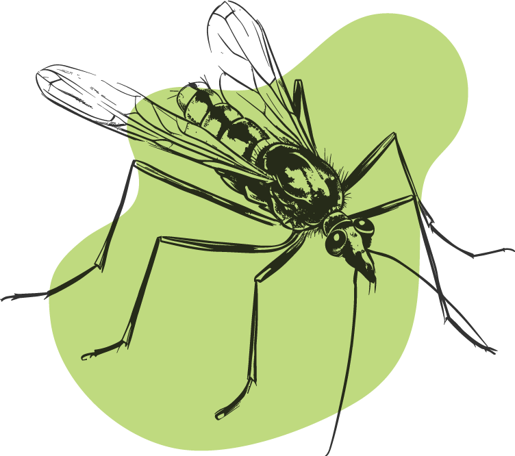Illustration d'un moustique