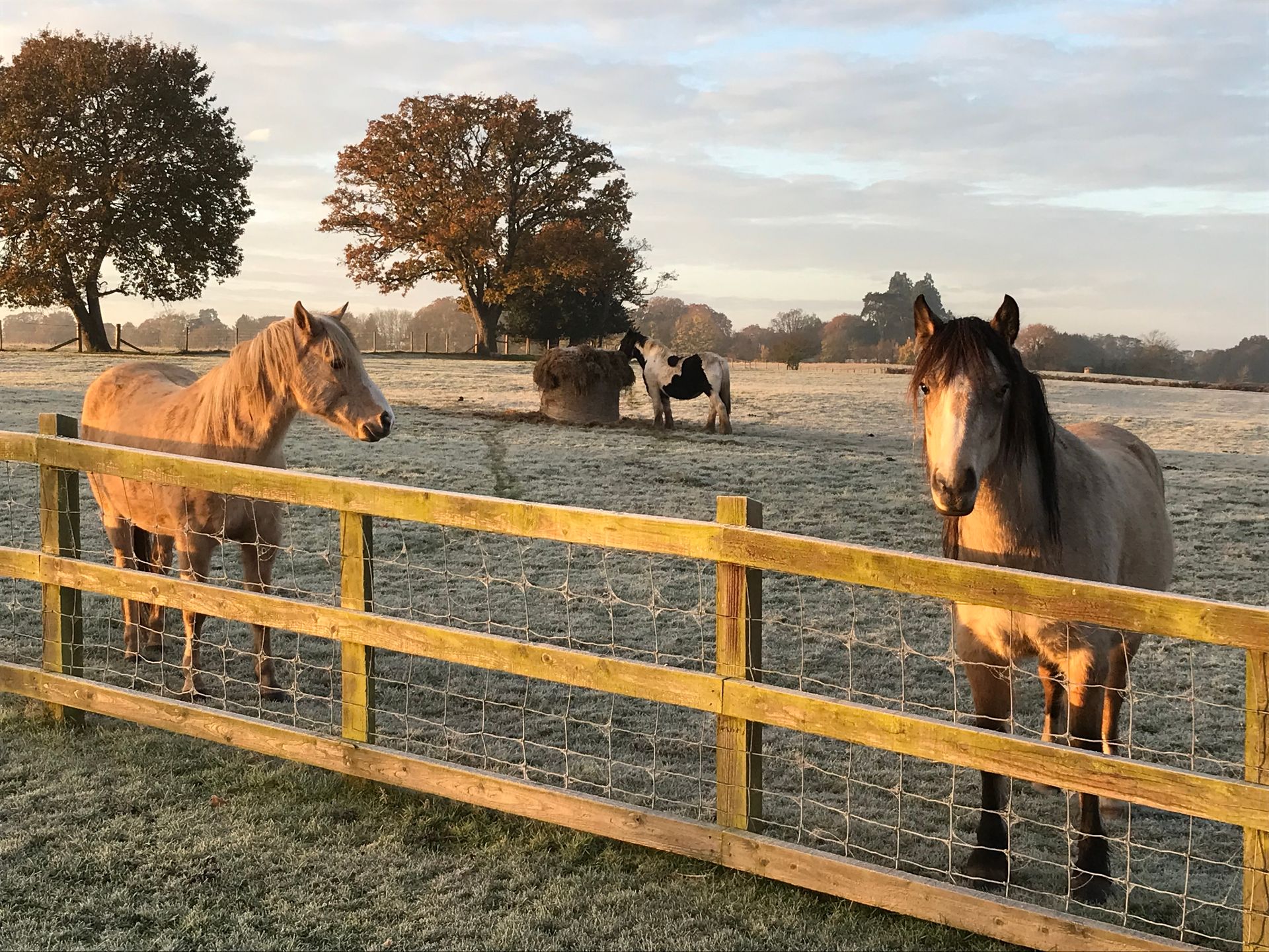 Image shows three horses in a field on a frosty morning at Hillside Farm Apartments. One of the horses is eating Hay