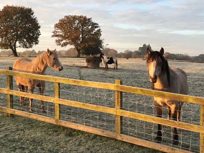 Image shows three horses in a field on a frosty morning at Hillside Farm Apartments. One of the horses is eating Hay