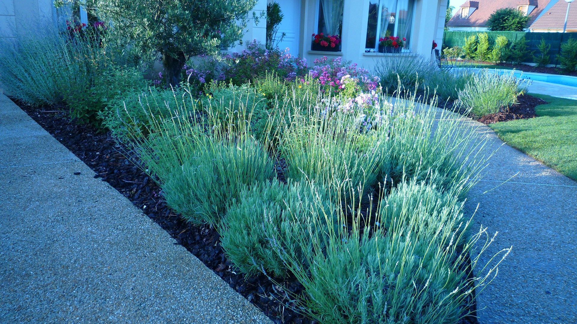 Une cour avant bien aménagée avec une rangée de plantes vertes et du paillis bordant une allée en béton.